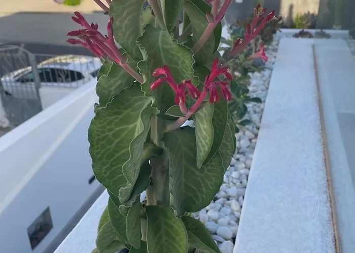 别墅 Casa Fariones *